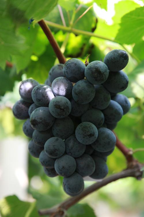 供應(yīng)黑色甜菜