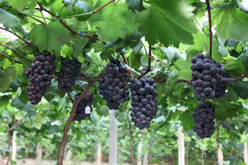 供應(yīng)特大粒黑色甜菜葡萄苗