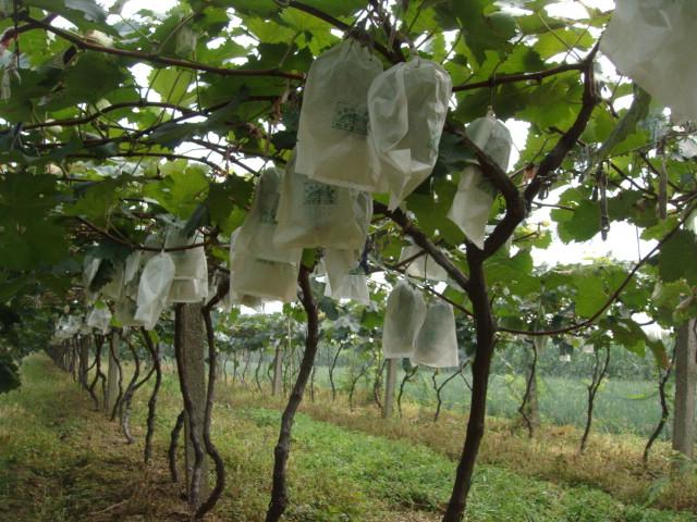 供應(yīng)8612 極早熟8612 無(wú)核8612葡萄 8612葡萄苗