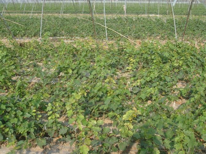 供應(yīng)8612 極早熟8612 無(wú)核8612葡萄 8612葡萄苗