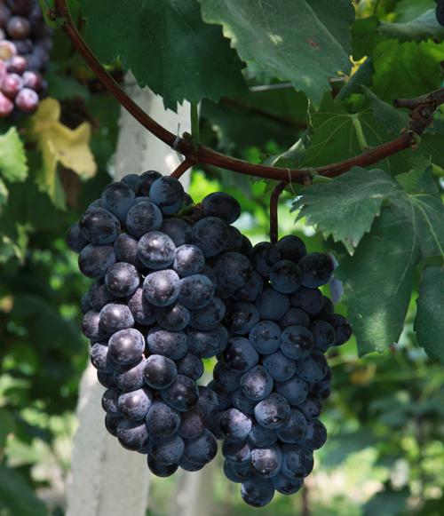 供應(yīng)特大粒黑色甜菜葡萄苗