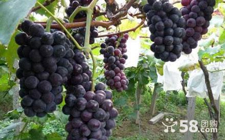 戶太八號圖片/戶太八號樣板圖 (2)