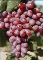 供應(yīng)京優(yōu)二號(hào) 京優(yōu)二號(hào)葡萄 京優(yōu)二號(hào)葡萄苗 葡萄苗 嫁接核桃苗