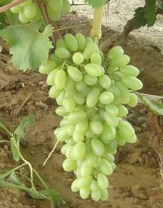 供應(yīng)伊春出售葡萄苗，黑龍江出售嫁接巨峰葡萄苗，茉莉香葡萄苗夏黑葡萄苗