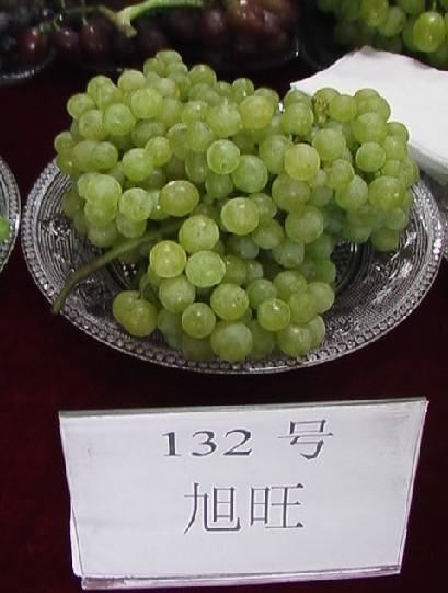 供應(yīng)遼寧新民葡萄苗，大連出售葡萄苗，沈陽出售果樹苗，新民茉莉香葡萄苗