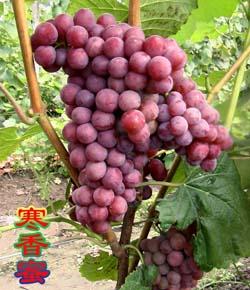 供應(yīng)齊齊哈爾京亞葡萄苗，大慶出售貝達(dá)苗，綏化李子苗