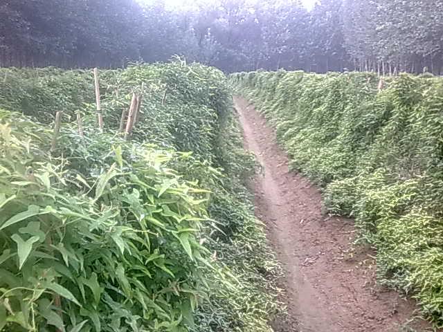 供应大量出售菜山药图片