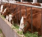 兰州肉牛肉羊种羊养牛平凉图片