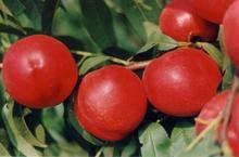 供應中油4號5號中油9號大型油桃批發(fā)基