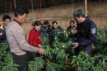 供應(yīng)中油5大棚油桃，中油5大棚油桃批發(fā)，中油5大棚油桃價格