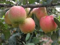 早熟藤木1號蘋果，早熟藤木1號蘋果，山東早熟藤木1號蘋果供應(yīng)