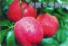 供應(yīng)中油5大棚油桃，中油5大棚油桃批發(fā)，中油5大棚油桃價格