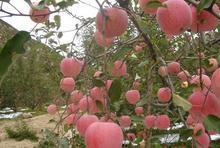 紙袋紅富士蘋(píng)果供應(yīng)，山東紙袋紅富士蘋(píng)果供應(yīng)，優(yōu)質(zhì)紙袋紅富士蘋(píng)果供應(yīng)