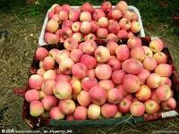 供應(yīng)嘎啦蘋果廠家直銷