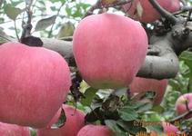 供應山東紙袋紅富士蘋果，山東紙袋紅富士蘋果價格山東紙袋紅富士蘋果批發(fā)