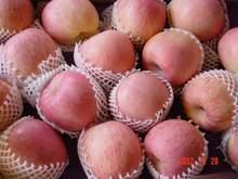 供應(yīng)嘎啦蘋果生產(chǎn)