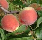 供應(yīng)毛桃供應(yīng)商電話