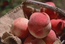 供應(yīng)毛桃供應(yīng)商電話