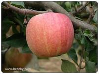 供應(yīng)哪里產(chǎn)嘎啦蘋果，紙袋紅星、遼伏蘋果、藤木蘋果，膜袋紅富士
