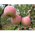 供應(yīng)嘎啦蘋(píng)果即將上市，山東嘎啦蘋(píng)果即將上市，紅嘎啦蘋(píng)果即將上市