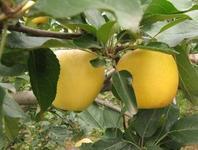 供應山東金帥蘋果市場，山東金帥蘋果市場批發(fā)，山東金帥蘋果市場價格