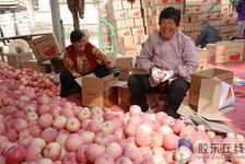 供應(yīng)嘎啦蘋果廠家