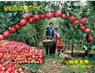 供應(yīng)嘎啦蘋果市場(chǎng)，山東蘋果供應(yīng)基地