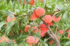 供應(yīng)山東陸地油桃生產(chǎn)商