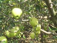 供應(yīng)山東金帥蘋果13563918592山東蘋果，山東蘋果