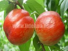 供應(yīng)山東中油4油桃