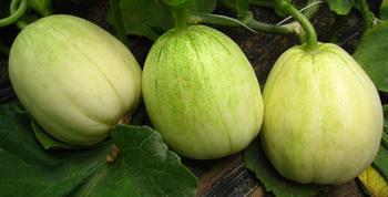 供應(yīng)山東甜瓜，山東優(yōu)質(zhì)甜瓜基地，山東甜瓜價(jià)格