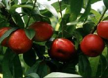 供應(yīng)山東大棚油桃山東西瓜