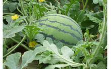 供應(yīng)急售山東優(yōu)質(zhì)大棚西瓜批發(fā)市場