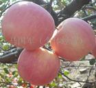 供應(yīng)金帥蘋(píng)果山東優(yōu)質(zhì)蘋(píng)果基地
