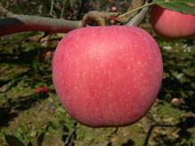 供應(yīng)嘎啦蘋果，沂水優(yōu)質(zhì)蘋果基地