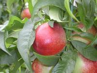 供應油桃生產(chǎn)廠