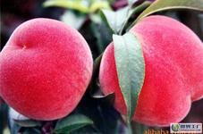 供應(yīng)山東春雪毛桃，山東春雪毛桃價(jià)格，山東春雪毛桃批發(fā)