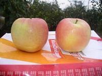 早熟藤木1號蘋果，早熟藤木1號蘋果，山東早熟藤木1號蘋果供應(yīng)