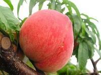 供應山東毛桃基地山東毛桃