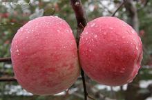 供應(yīng)嘎啦蘋果行情