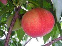 供應(yīng)山東毛桃山東毛桃價(jià)格