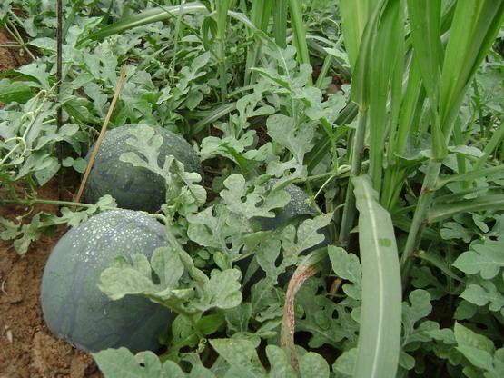 供應(yīng)山東優(yōu)質(zhì)西瓜基地