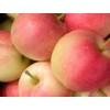供應紅嘎啦蘋果供應
