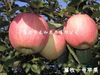 供應(yīng)山東無公害紅富士，山東紅富士蘋果，大量供應(yīng)冷庫蘋果