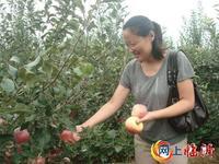 早熟藤木1號蘋果，早熟藤木1號蘋果，山東早熟藤木1號蘋果供應(yīng)