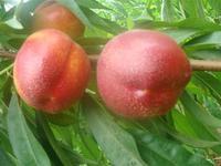 供應(yīng)山東中油4油桃