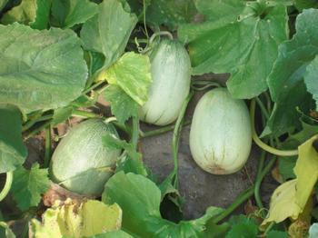 供應(yīng)山東甜瓜產(chǎn)地，山東瓜果批發(fā)基地