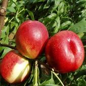 供應中油4號5號中油9號大型油桃批發(fā)基