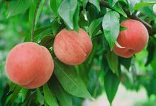 供應(yīng)毛桃供應(yīng)商電話