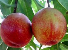 供應(yīng)中油5大棚油桃，中油5大棚油桃批發(fā)，中油5大棚油桃價格